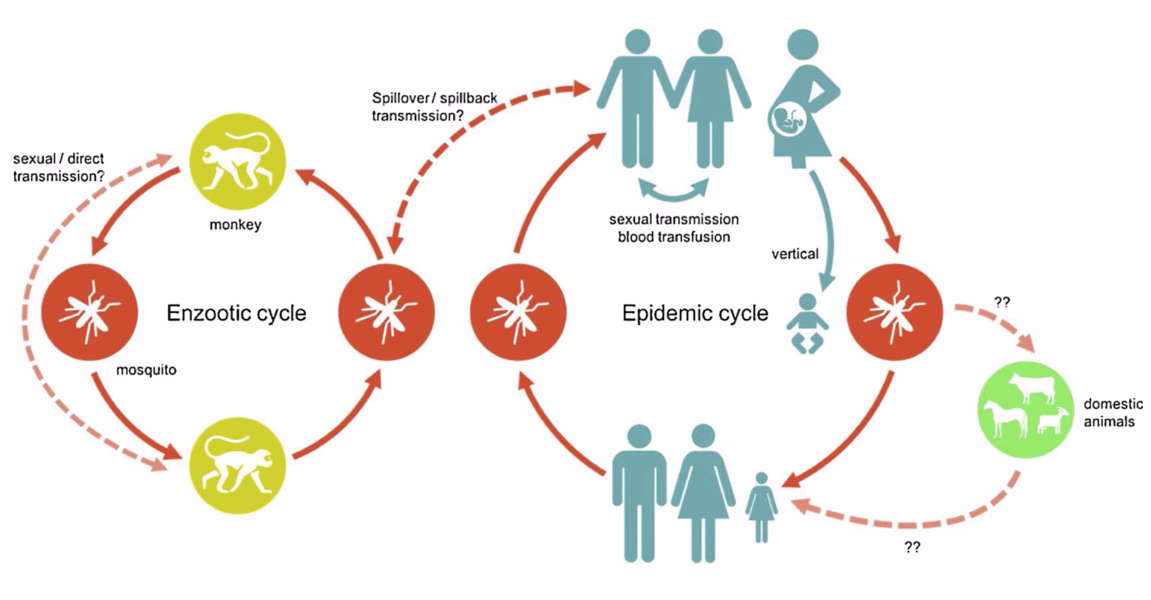 Confronting data sparsity to identify potential sources of Zika virus spillover infection among primates